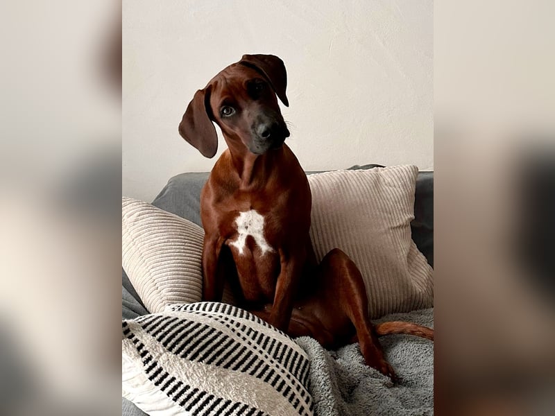 Rhodesian Ridgeback Dark Wheaten