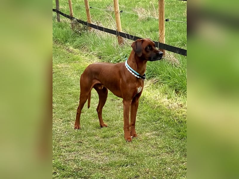 Rhodesian Ridgeback Dark Wheaten