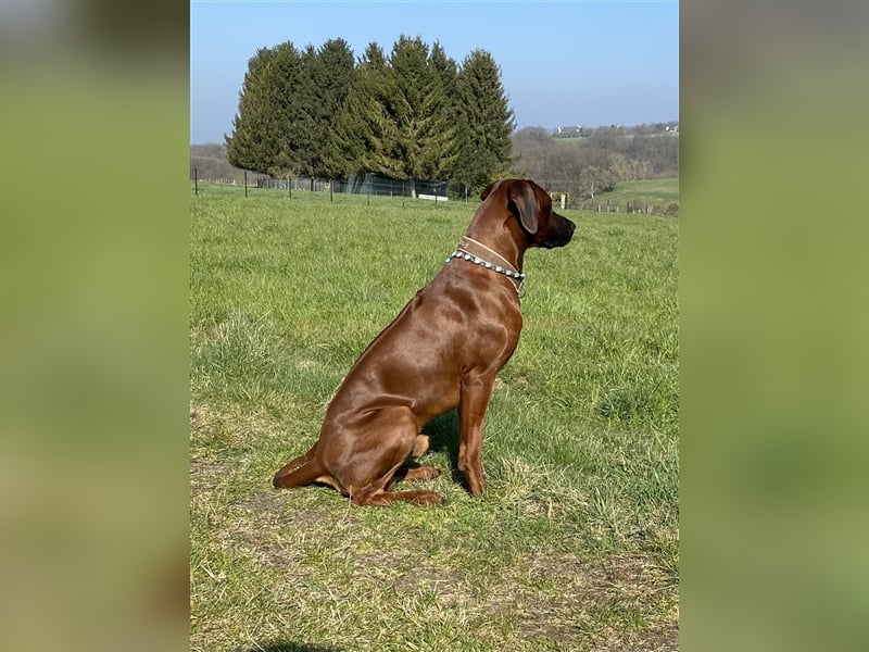 Rhodesian Ridgeback Dark Wheaten