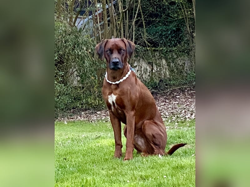 Rhodesian Ridgeback Dark Wheaten