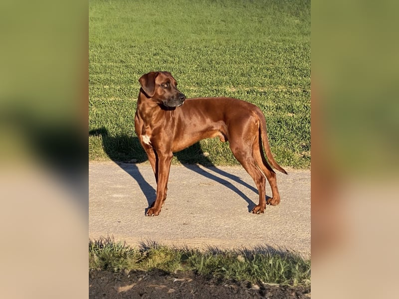 Rhodesian Ridgeback Dark Wheaten