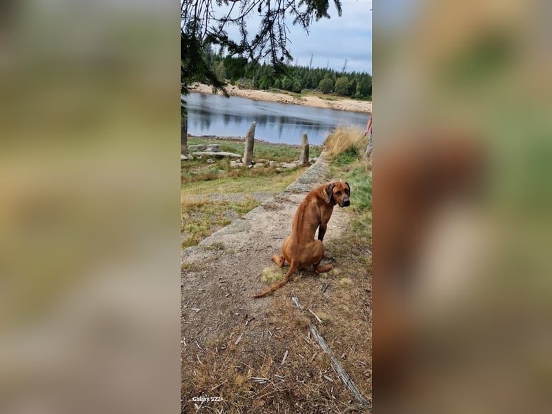 Rhodesian Ridgeback Jambo
