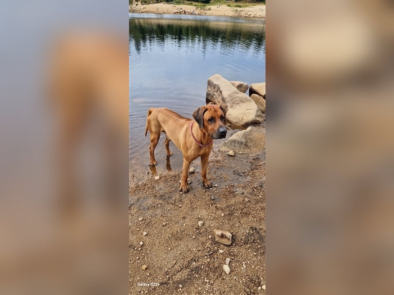 Rhodesian Ridgeback Jambo
