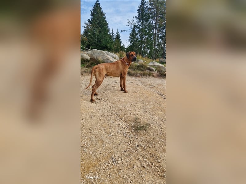 Rhodesian Ridgeback Jambo