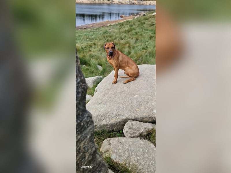 Rhodesian Ridgeback Jambo