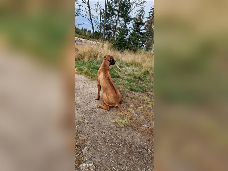 Rhodesian Ridgeback Jambo