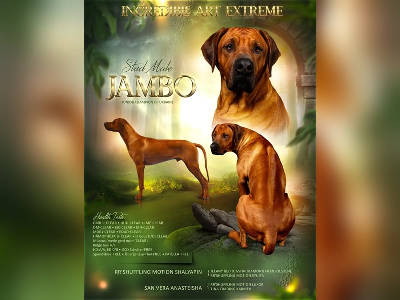 Rhodesian Ridgeback Jambo
