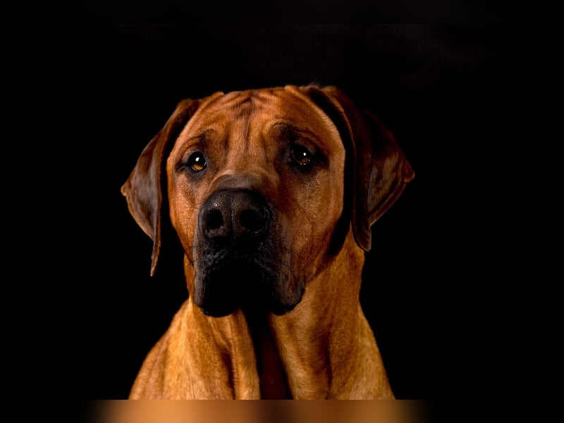 Rhodesian Ridgeback Jambo