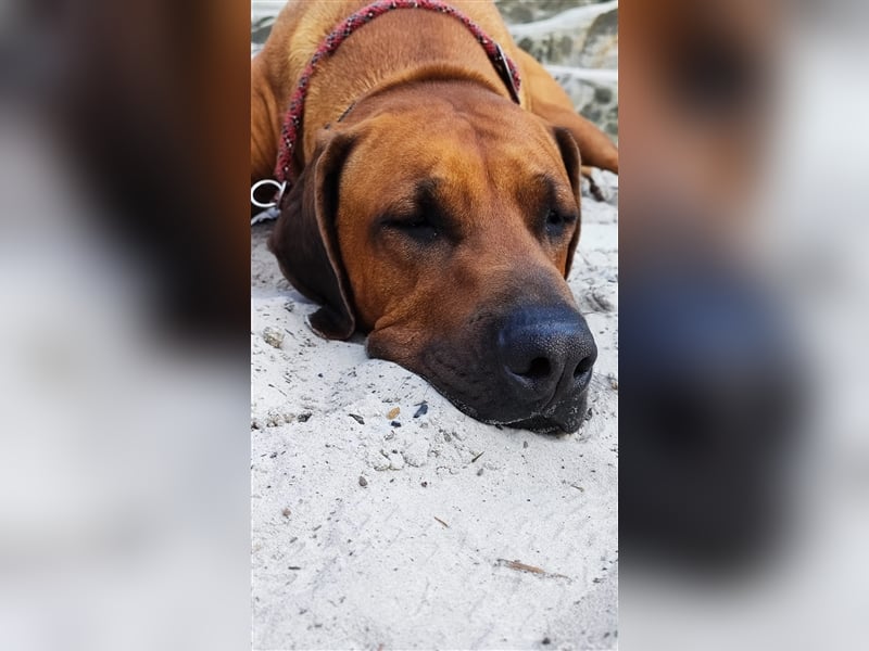 Rhodesian Ridgeback Jambo