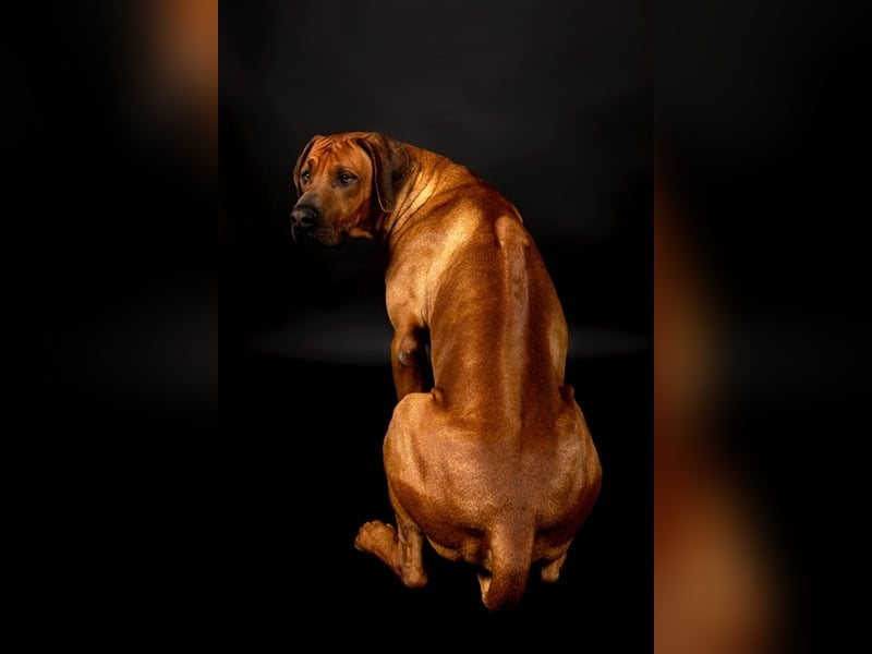 Rhodesian Ridgeback Jambo