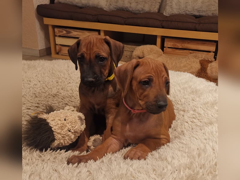 Rhodesian Ridgeback Welpen mit Papiere