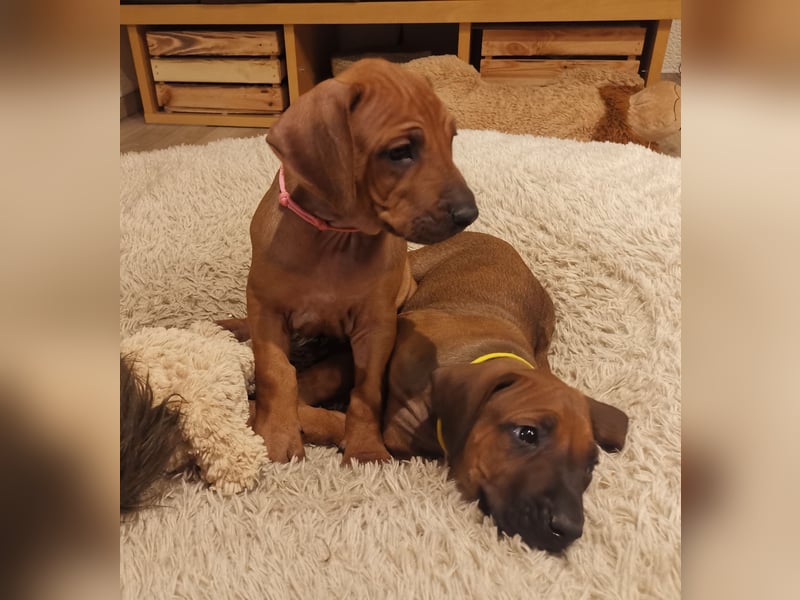 Rhodesian Ridgeback Welpen mit Papiere