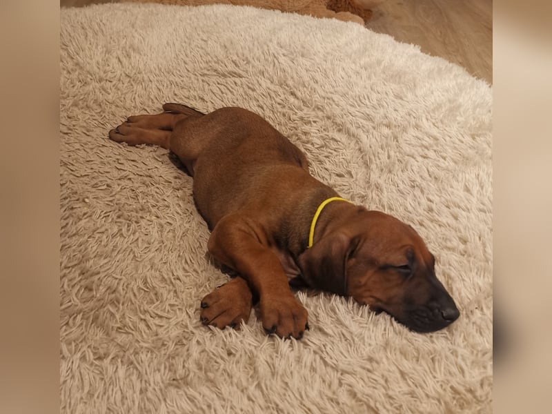 Rhodesian Ridgeback Welpen mit Papiere