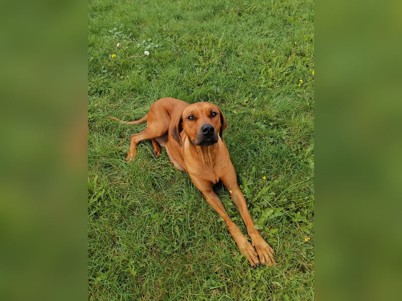 Rhodesian Ridgeback Welpen mit Papiere