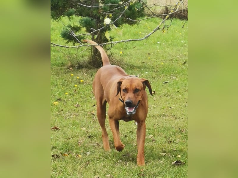 Rhodesian Ridgeback Welpen mit Papiere