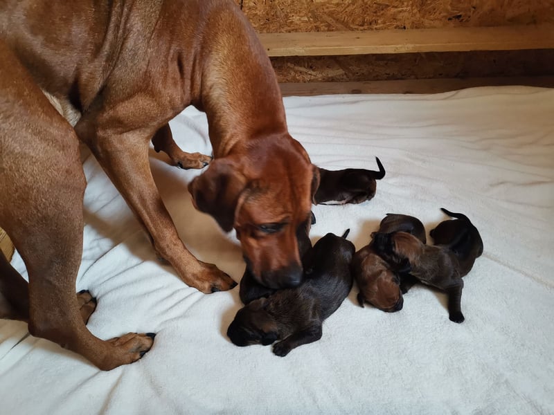 Rhodesian Ridgeback Welpen mit Papiere