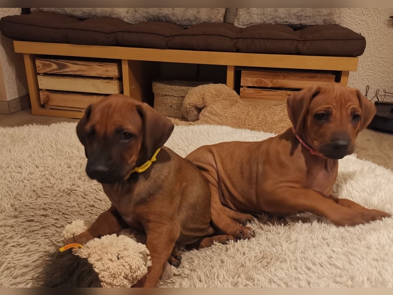 Rhodesian Ridgeback Welpen mit Papiere