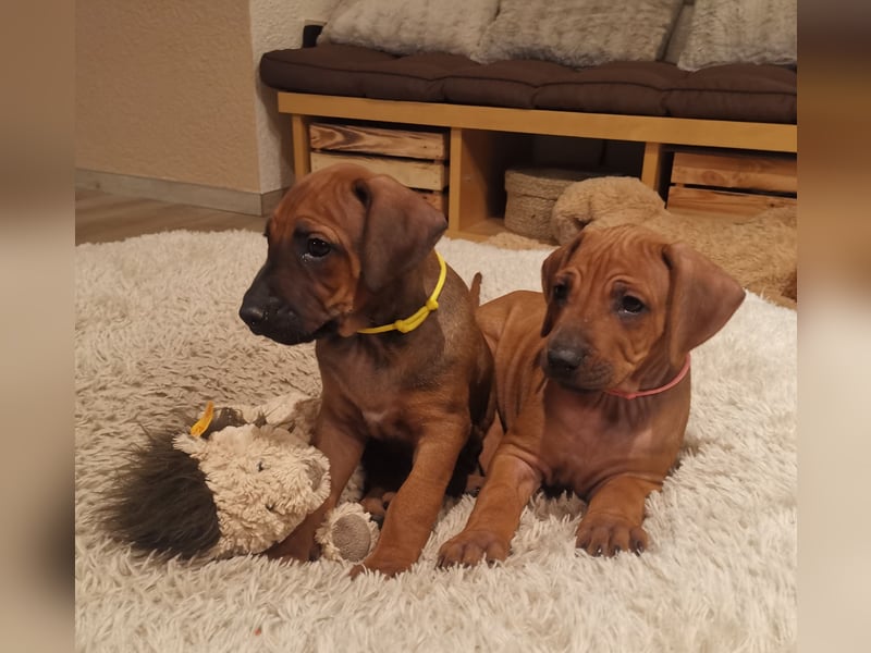 Rhodesian Ridgeback Welpen mit Papiere