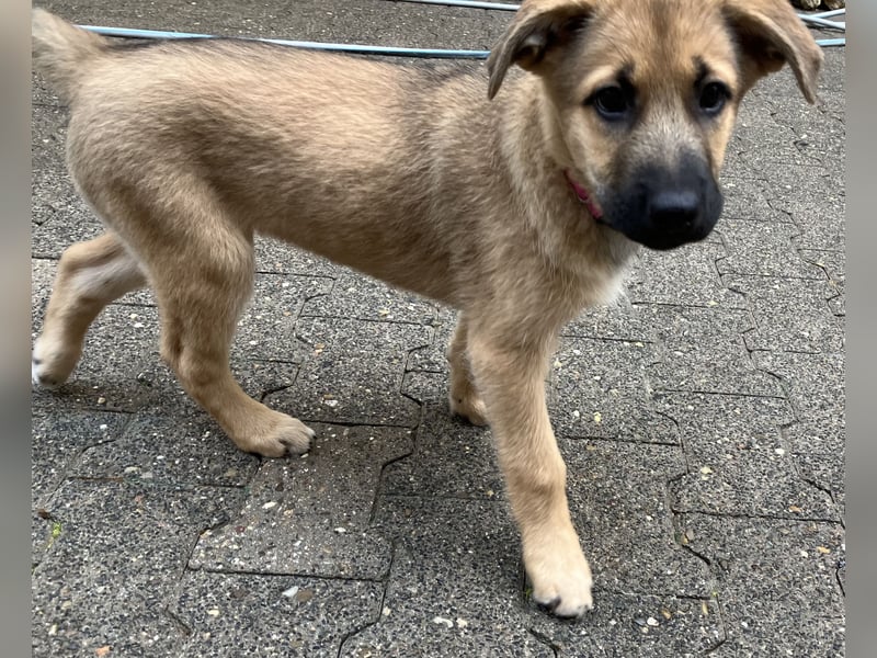 Amy - Ridgeback-Husky-Mix Dame