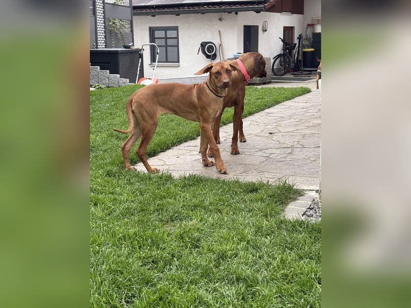 Rhodesien Ridgeback Mädels