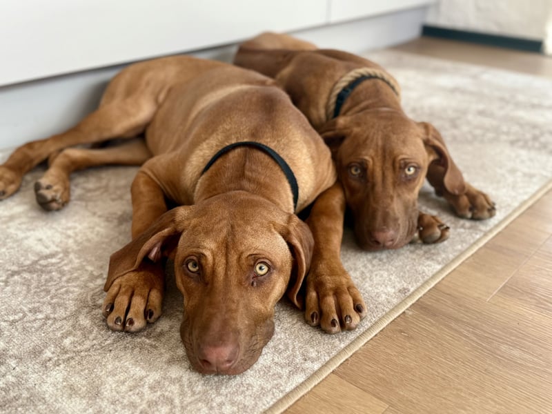Rhodesien Ridgeback Mädels