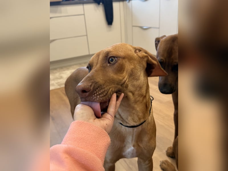 Rhodesien Ridgeback Mädels