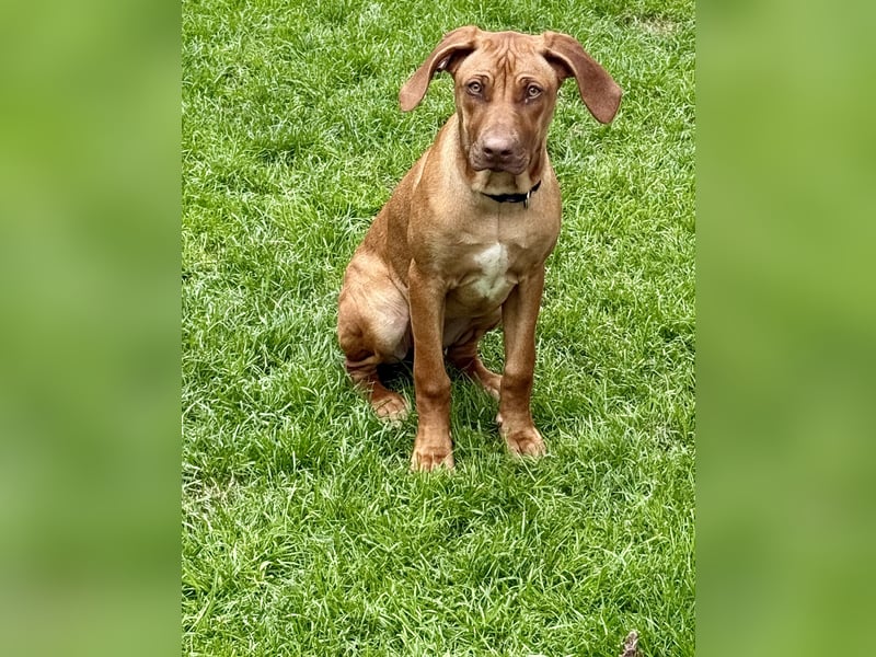 Rhodesien Ridgeback Mädels