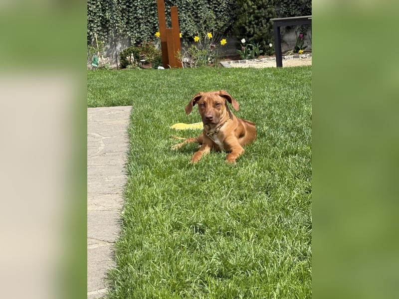 Rhodesien Ridgeback Mädels