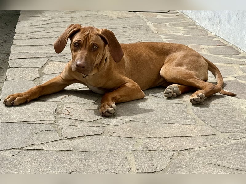 Rhodesien Ridgeback Mädels