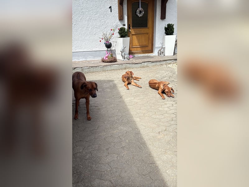 Rhodesien Ridgeback Mädels