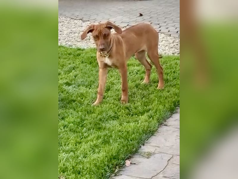 Rhodesien Ridgeback Mädels