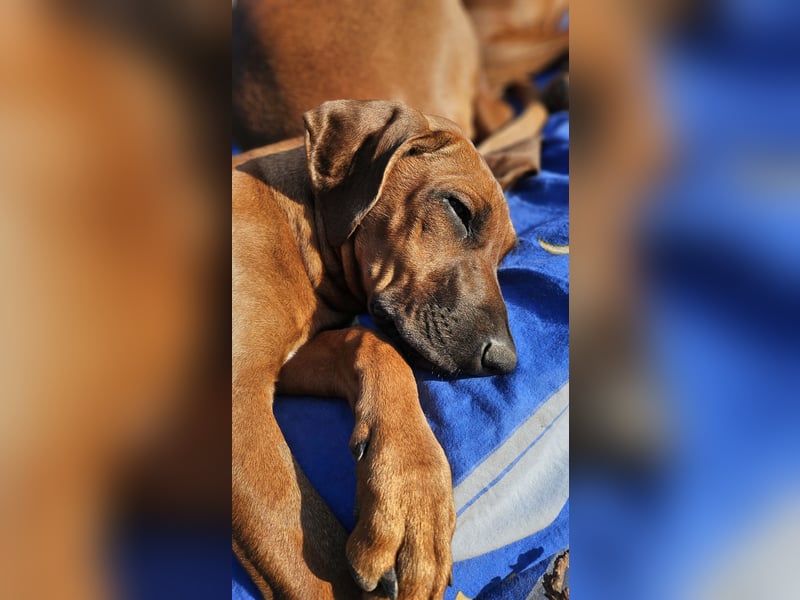 Rhodesian Ridgeback Hündin, 5 Monate