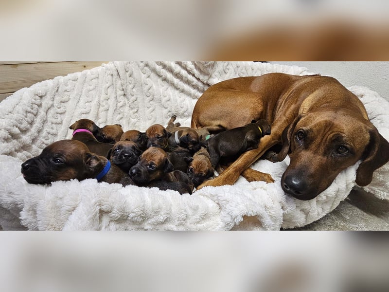 Rhodesian Ridgeback Hündin, 5 Monate