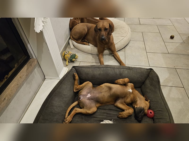 Rhodesian Ridgeback Hündin, 5 Monate