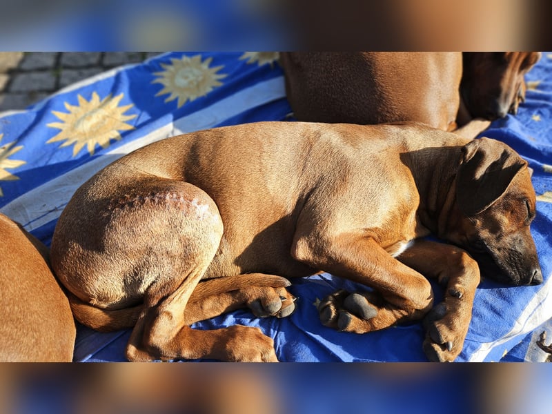 Rhodesian Ridgeback Hündin, 5 Monate