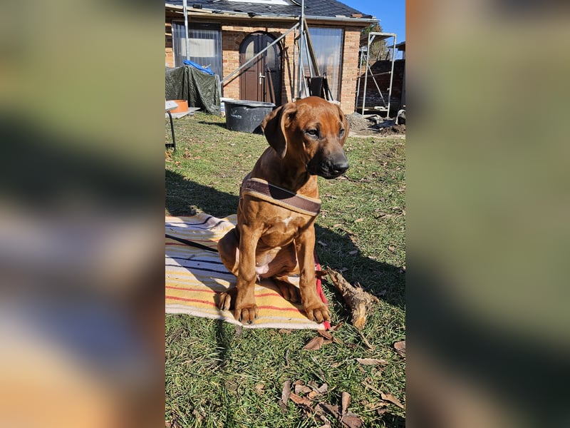 Rhodesian Ridgeback Hündin, 5 Monate