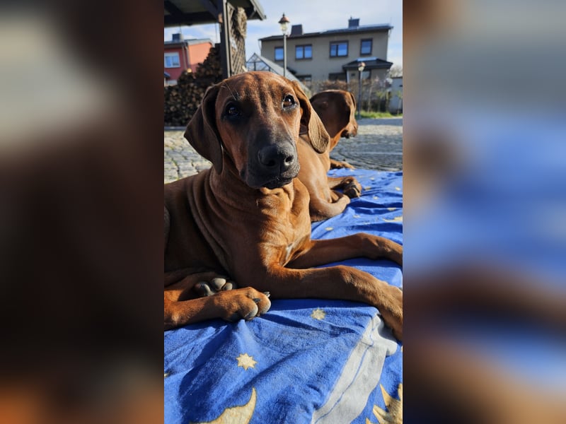 Rhodesian Ridgeback Hündin, 5 Monate