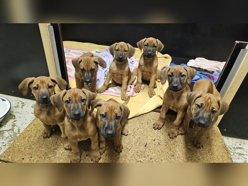 Rhodesian Ridgeback Hündin, 5 Monate