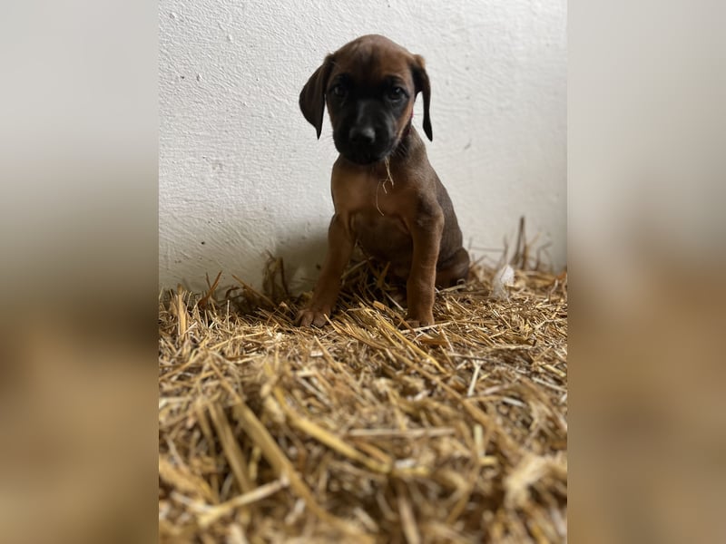Rhodesian Ridgeback Welpen