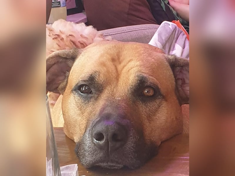 Rhodesian Ridgeback Hundedame wegen Todesfall abzugeben