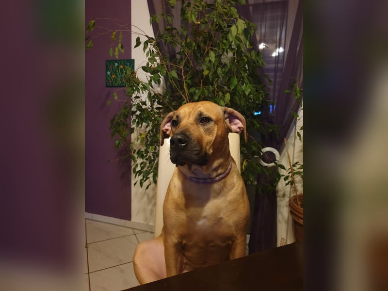 Rhodesian Ridgeback Hundedame wegen Todesfall abzugeben