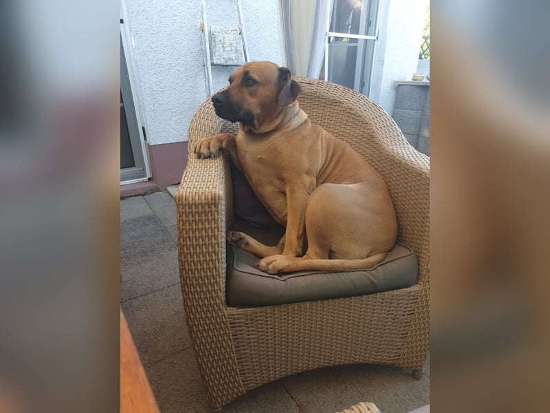 Rhodesian Ridgeback Hundedame wegen Todesfall abzugeben