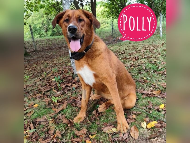 Polly eine wunderschöne Pracht