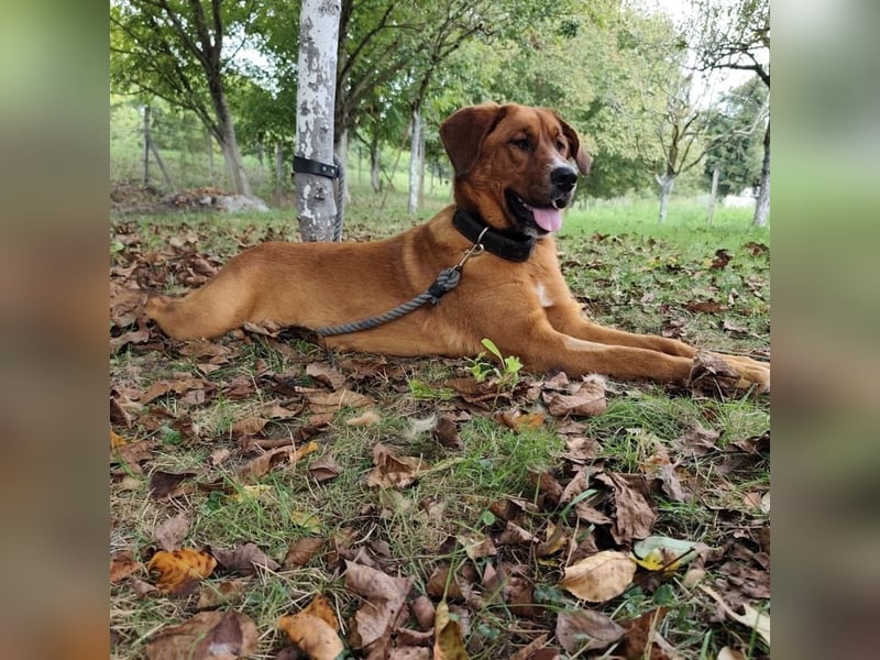 Polly eine wunderschöne Pracht