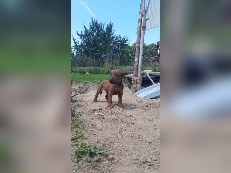 Szczeniaki  Rhodesian Ridgeback/ Pies/Suka Rhodesian Ridgeback/ welpen rhodesian