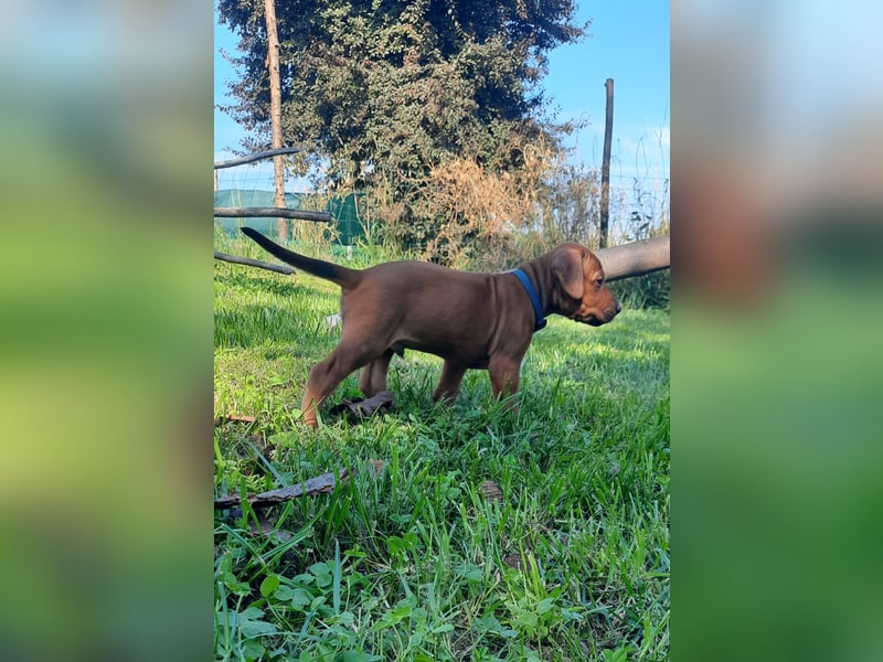 Szczeniaki  Rhodesian Ridgeback/ Pies/Suka Rhodesian Ridgeback/ welpen rhodesian