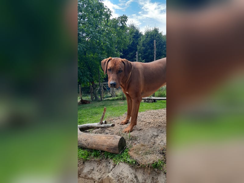 Szczeniaki  Rhodesian Ridgeback/ Pies/Suka Rhodesian Ridgeback/ welpen rhodesian