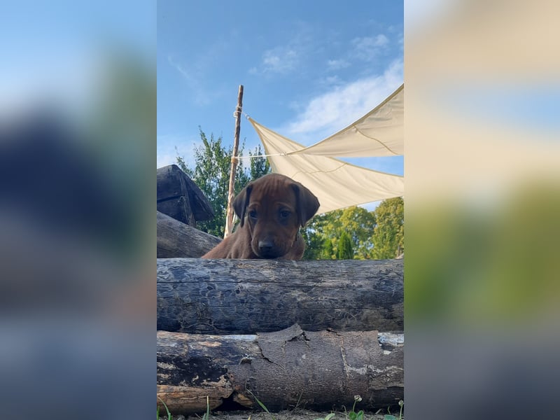 Szczeniaki  Rhodesian Ridgeback/ Pies/Suka Rhodesian Ridgeback/ welpen rhodesian