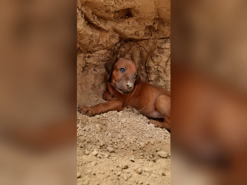 Szczeniaki  Rhodesian Ridgeback/ Pies/Suka Rhodesian Ridgeback/ welpen rhodesian
