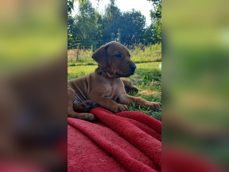 Szczeniaki  Rhodesian Ridgeback/ Pies/Suka Rhodesian Ridgeback/ welpen rhodesian